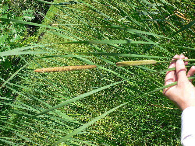 Image de Massette à Feuilles Étroites