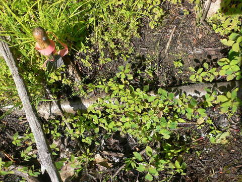 Image of Stiff bedstraw