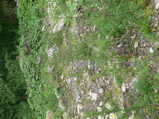 Image of Creeping Thistle