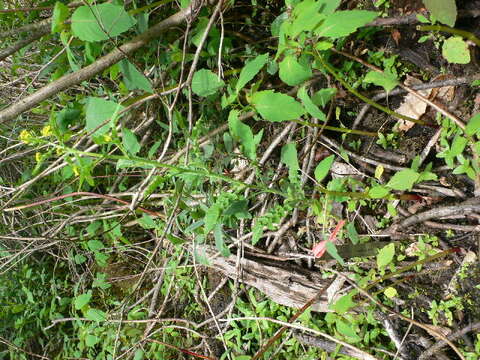 Image of bog yellowcress