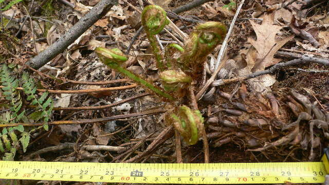 Dryopteris marginalis (L.) Gray resmi