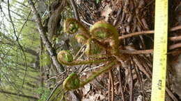 Image of marginal woodfern