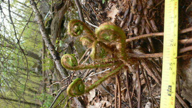 Dryopteris marginalis (L.) Gray resmi