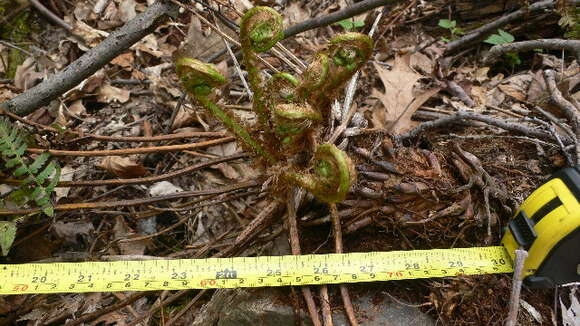 Image of marginal woodfern