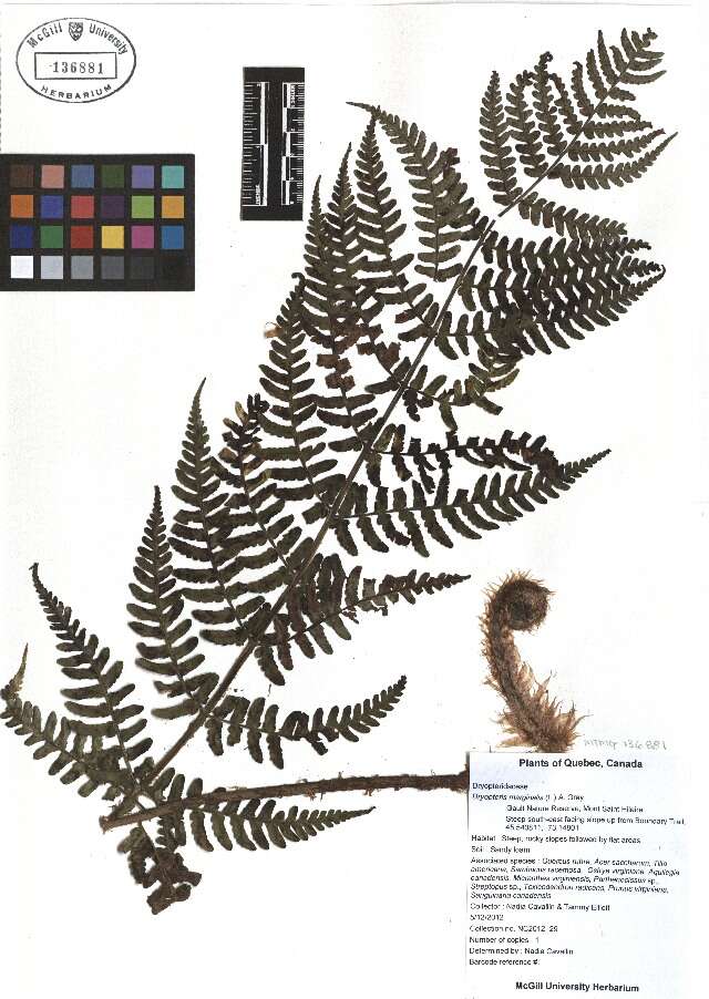 Image of marginal woodfern