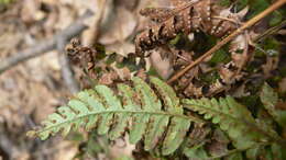 Dryopteris marginalis (L.) Gray resmi