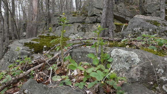 Image of littleleaf buttercup