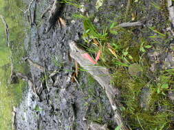 Image of Orange Foxtail