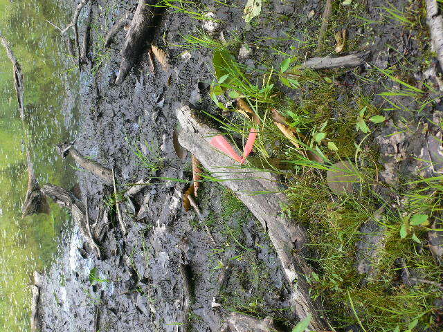 Image of Orange Foxtail