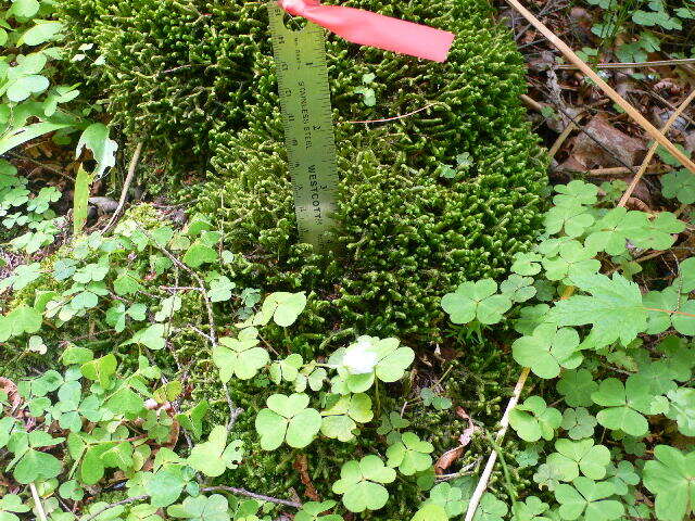 Image of mountain woodsorrel