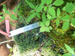 Image of Alpine enchanter’s-nightshade