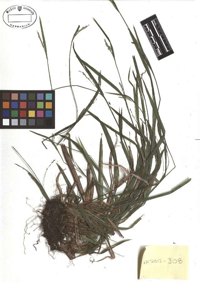 Image of Broad Loose-Flower Sedge