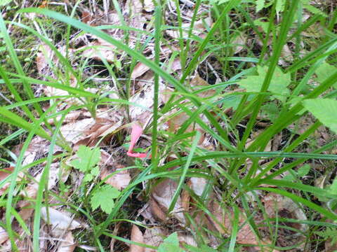 Image of Eastern Rough Sedge