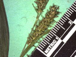 Image of Eastern Rough Sedge