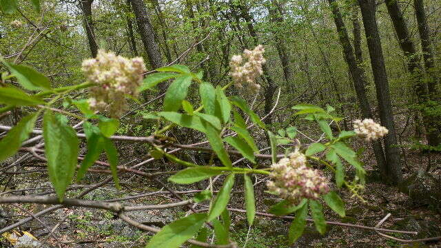 Image of Red-berried Elder