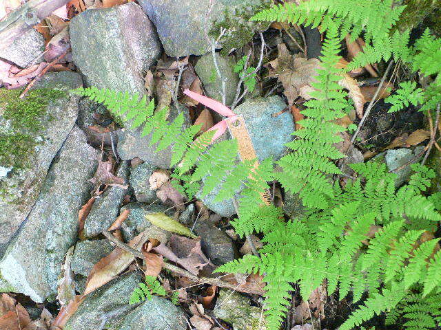 Image of bulblet bladderfern