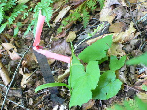 Image of Huron green orchid