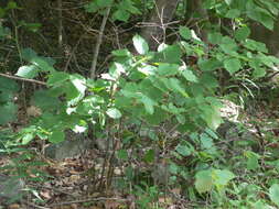 Image of Beaked Hazel