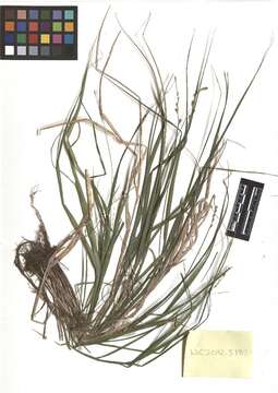 Image of Necklace Sedge