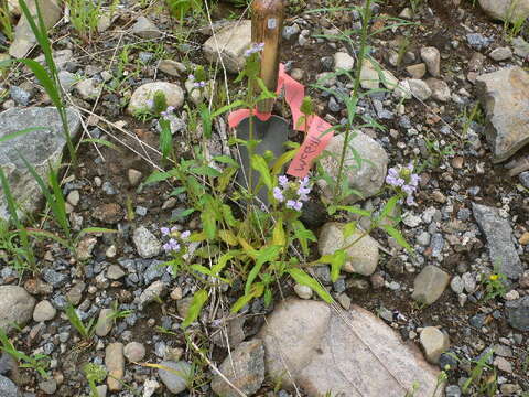 Image of common selfheal