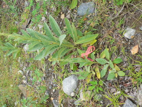 Image of Great Mullein