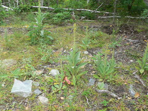 Image of Great Mullein