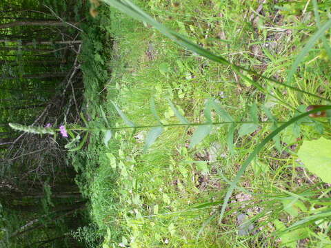 Image of Purple Loosestrife