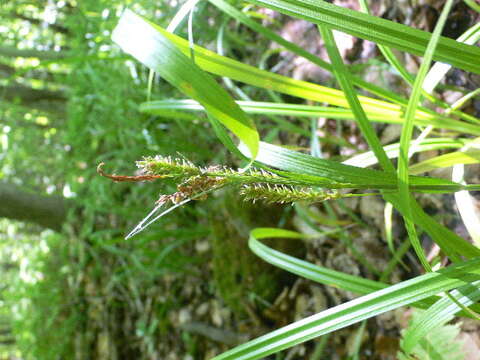 Image of Eastern Rough Sedge