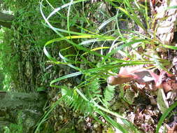 Image of Eastern Rough Sedge