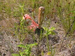 Image of Narrow-Panicle Rush