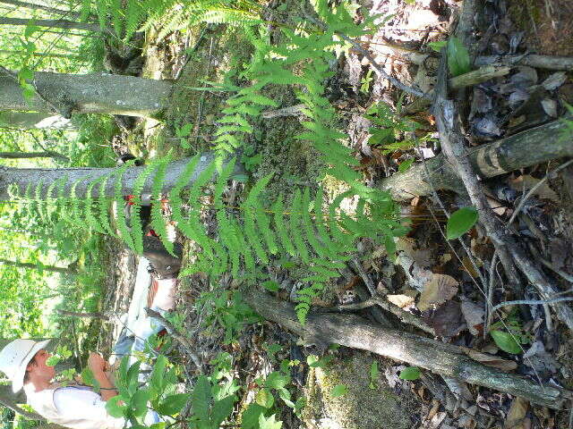 Thelypteris palustris subsp. pubescens (Lawson) Fraser-Jenkins的圖片