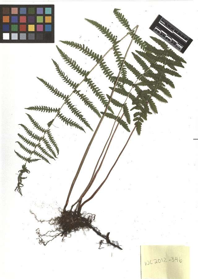 Image of eastern marsh fern