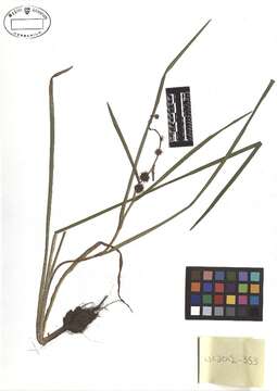 Image of European bur-reed