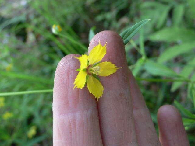 Image of Lowland Yellow-Loosestrife