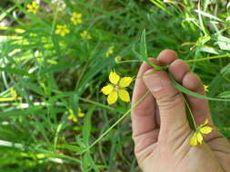 Image of Lowland Yellow-Loosestrife