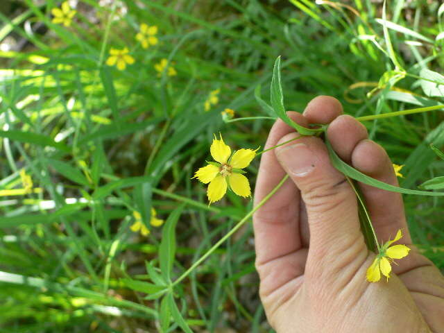 Image of Lowland Yellow-Loosestrife