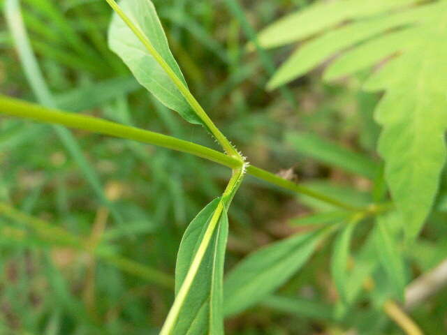 Image of Lowland Yellow-Loosestrife