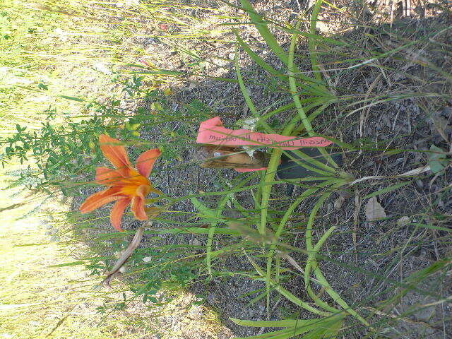 Image of orange daylily