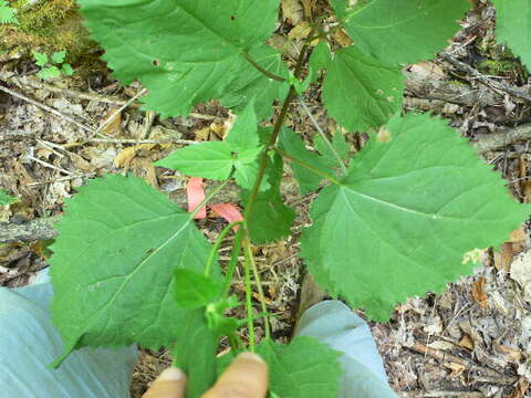 Image of white snakeroot