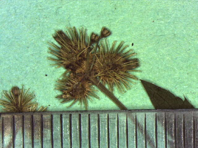 Imagem de Sanicula trifoliata Bicknell