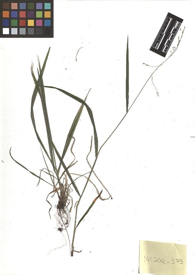 Image of Nodding Fescue