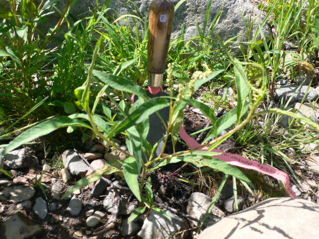 Image of Dock-Leaf Smartweed