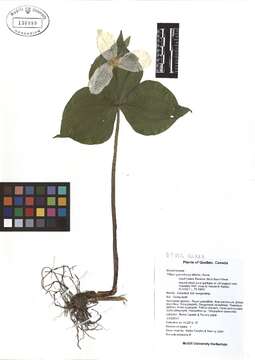 Image of White trillium