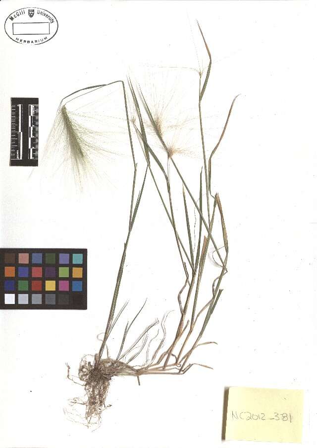 Image of Hordeum jubatum subsp. jubatum