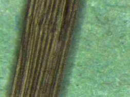 Image de Eragrostis minor Host