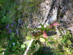 Image of swamp verbena