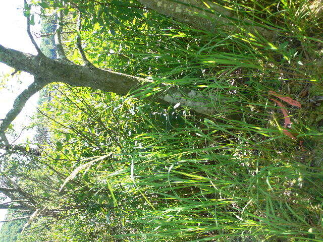 Sivun Calamagrostis canadensis (Michx.) P. Beauv. kuva