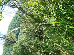 Sivun Calamagrostis canadensis (Michx.) P. Beauv. kuva