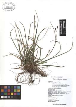 Image of Longstalk sedge