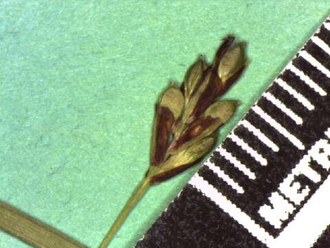 Image of Longstalk sedge